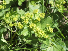 Alchemilla pachyphylla (Alchemilla pachyphylla)