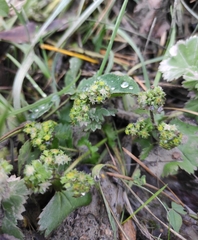 Alchemilla pachyphylla (Alchemilla pachyphylla)