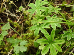 Alchemilla pallens (Alchemilla pallens)