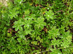 Alchemilla pallens (Alchemilla pallens)