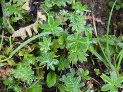 Alchemilla pallens (Alchemilla pallens)