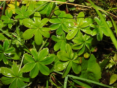 Alchemilla pallens (Alchemilla pallens)