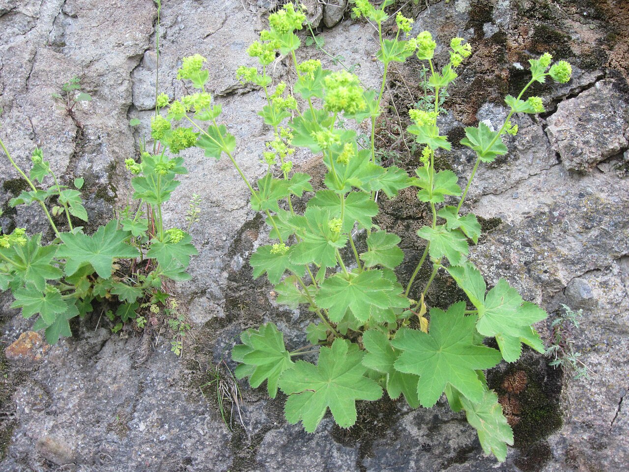 Alchemilla persica: Alchemilla persica Sardabeh- Ardabil-Iran