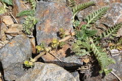 Alchemilla pinnata (Alchemilla pinnata)