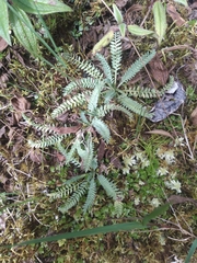 Alchemilla pinnata (Alchemilla pinnata)