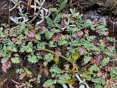 Alchemilla pinnata (Alchemilla pinnata)