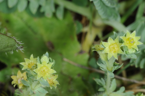Alchemilla pinnata (Alchemilla pinnata)