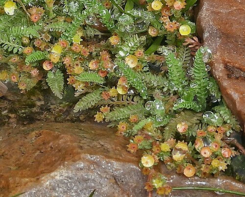 Alchemilla pinnata (Alchemilla pinnata)