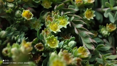 Alchemilla pinnata (Alchemilla pinnata)