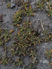 Alchemilla pinnata (Alchemilla pinnata)