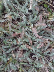 Alchemilla pinnata (Alchemilla pinnata)
