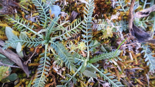 Alchemilla pinnata (Alchemilla pinnata)