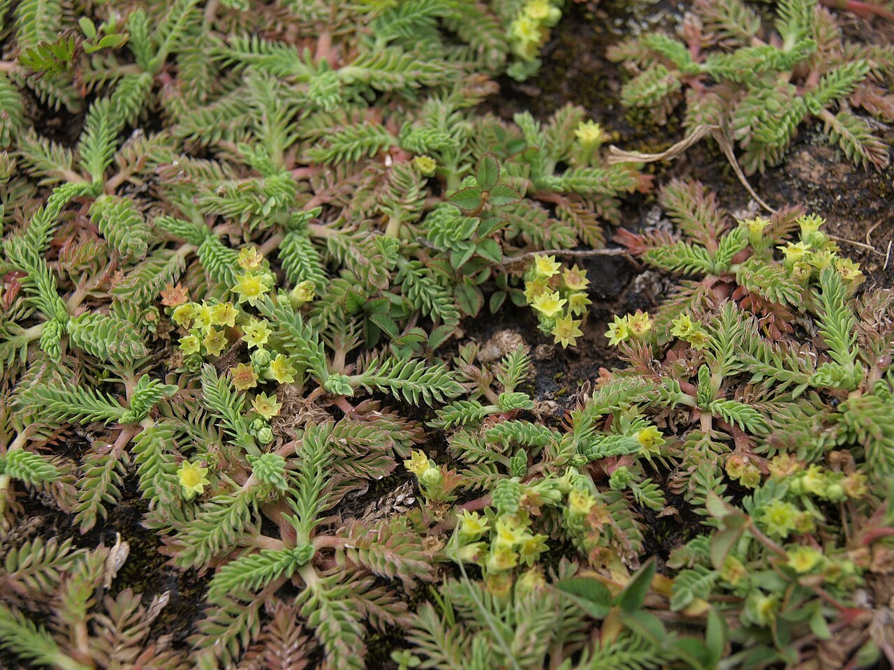 Alchemilla pinnata: sillu sillu