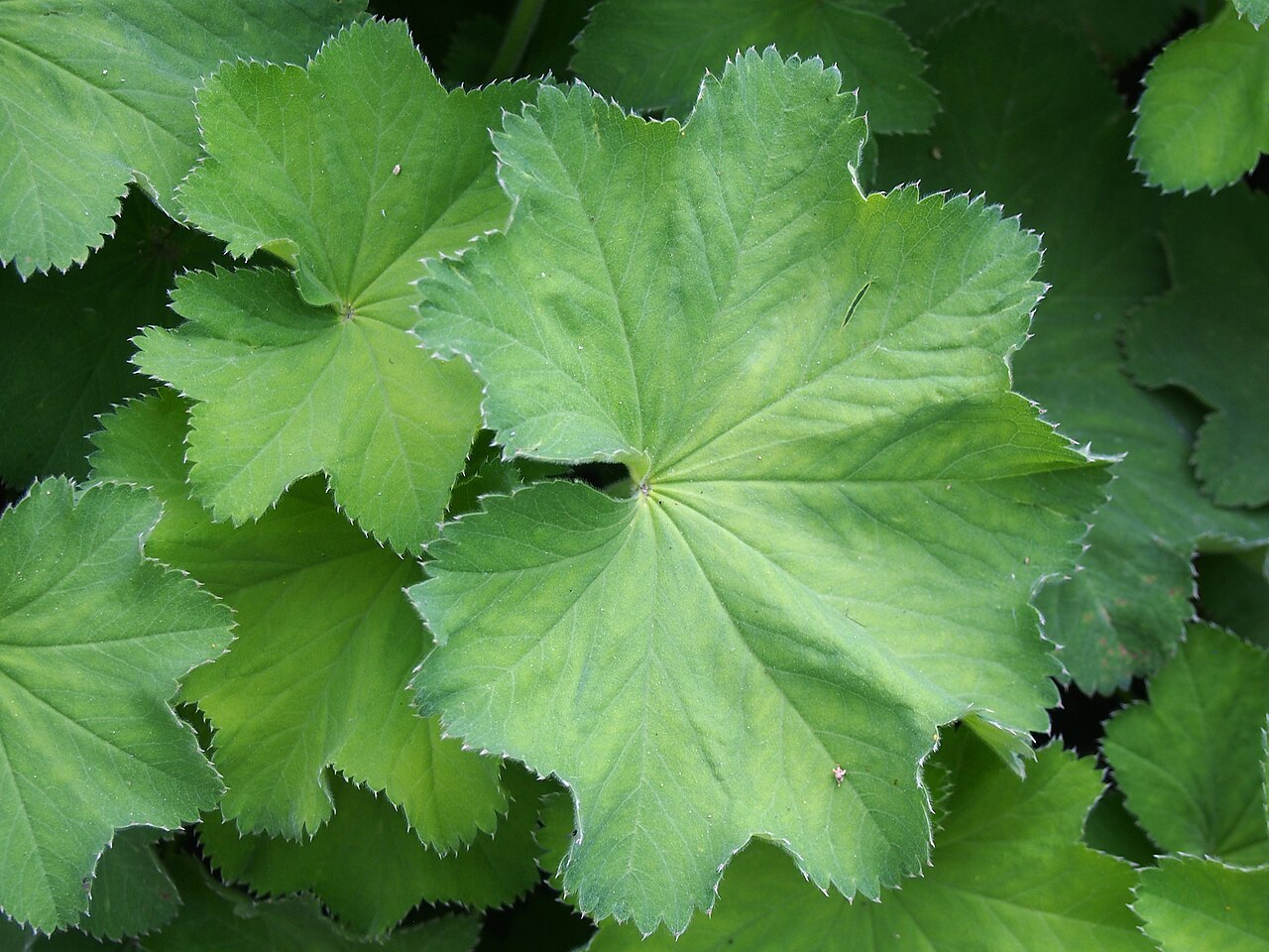 Alchemilla plicata: Alchemilla plicata leaves, plant cultivated in Wrocław University Botanical Garden, Wrocław, Poland.