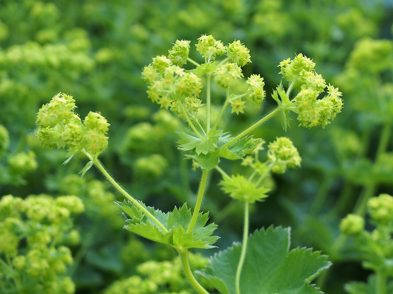 Alchemilla plicata: Alchemilla plicata inflorescence, plant cultivated in Wrocław University Botanical Garden, Wrocław, Poland.