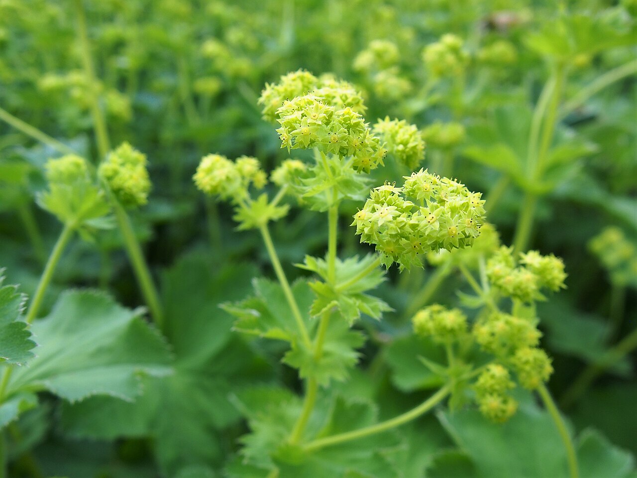 Alchemilla plicata: Alchemilla plicata inflorescence, plant cultivated in Wrocław University Botanical Garden, Wrocław, Poland.