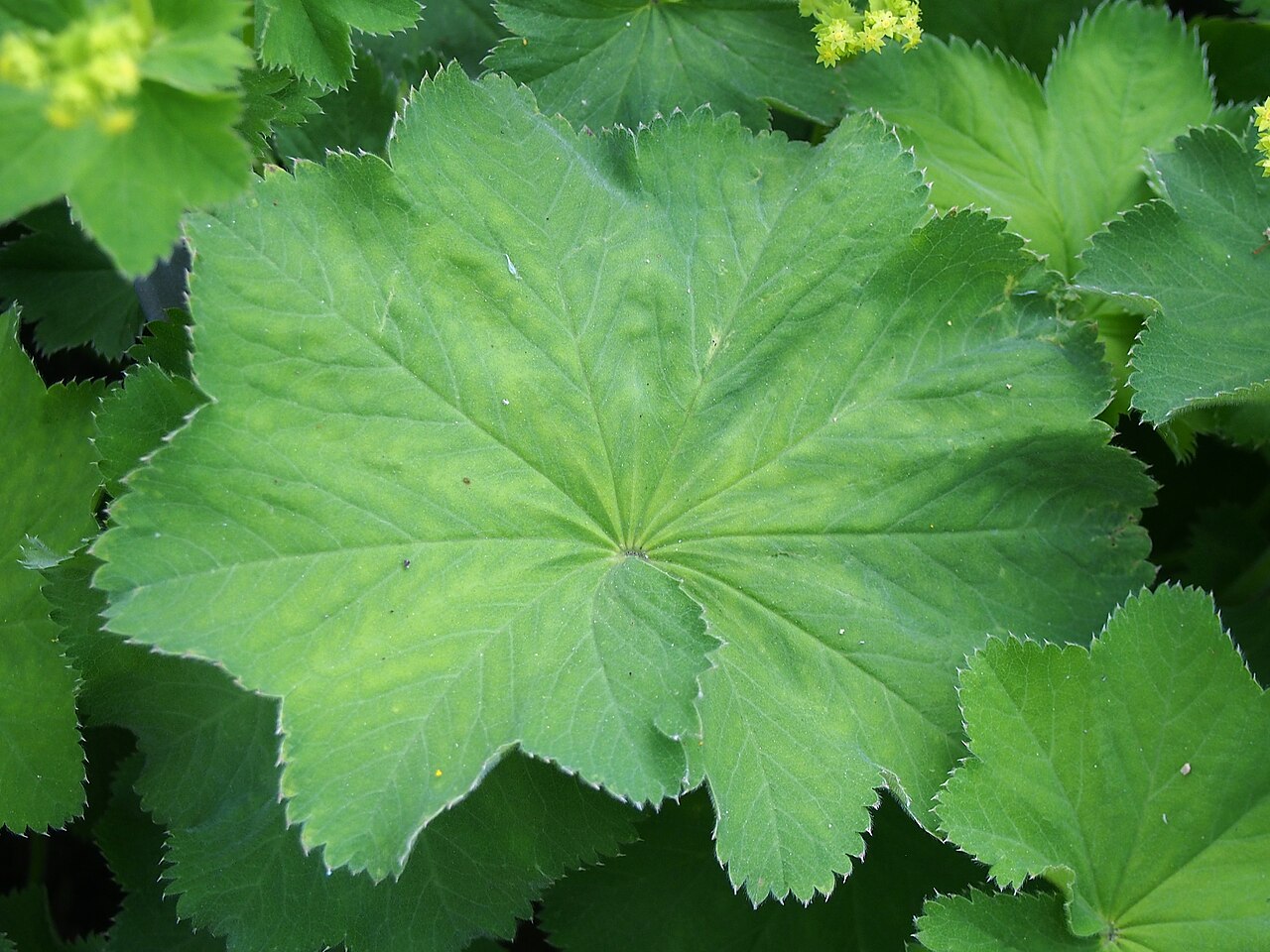 Alchemilla plicata: Alchemilla plicata leaf, plant cultivated in Wrocław University Botanical Garden, Wrocław, Poland.