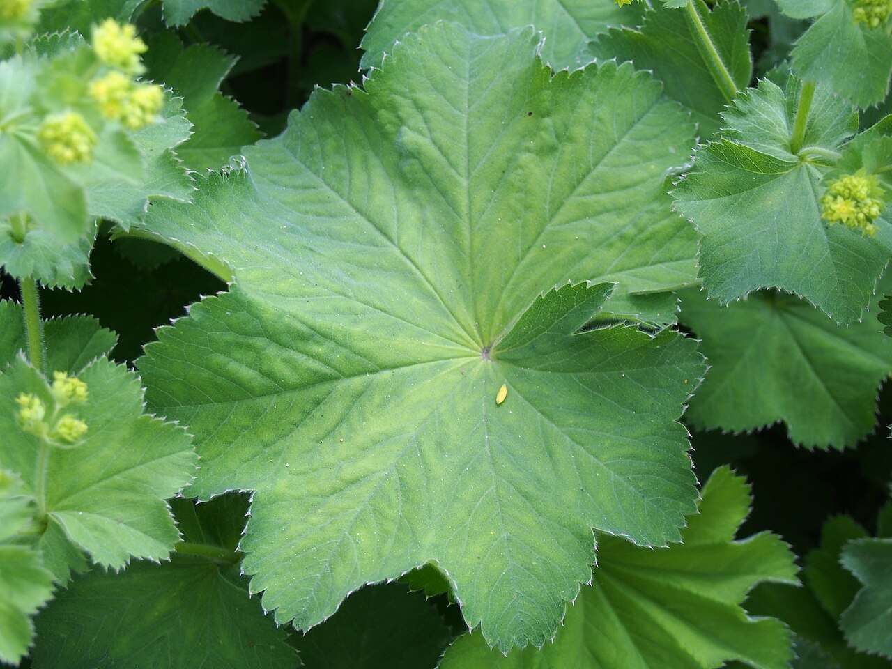 Alchemilla plicata: Alchemilla plicata leaf, plant cultivated in Wrocław University Botanical Garden, Wrocław, Poland.