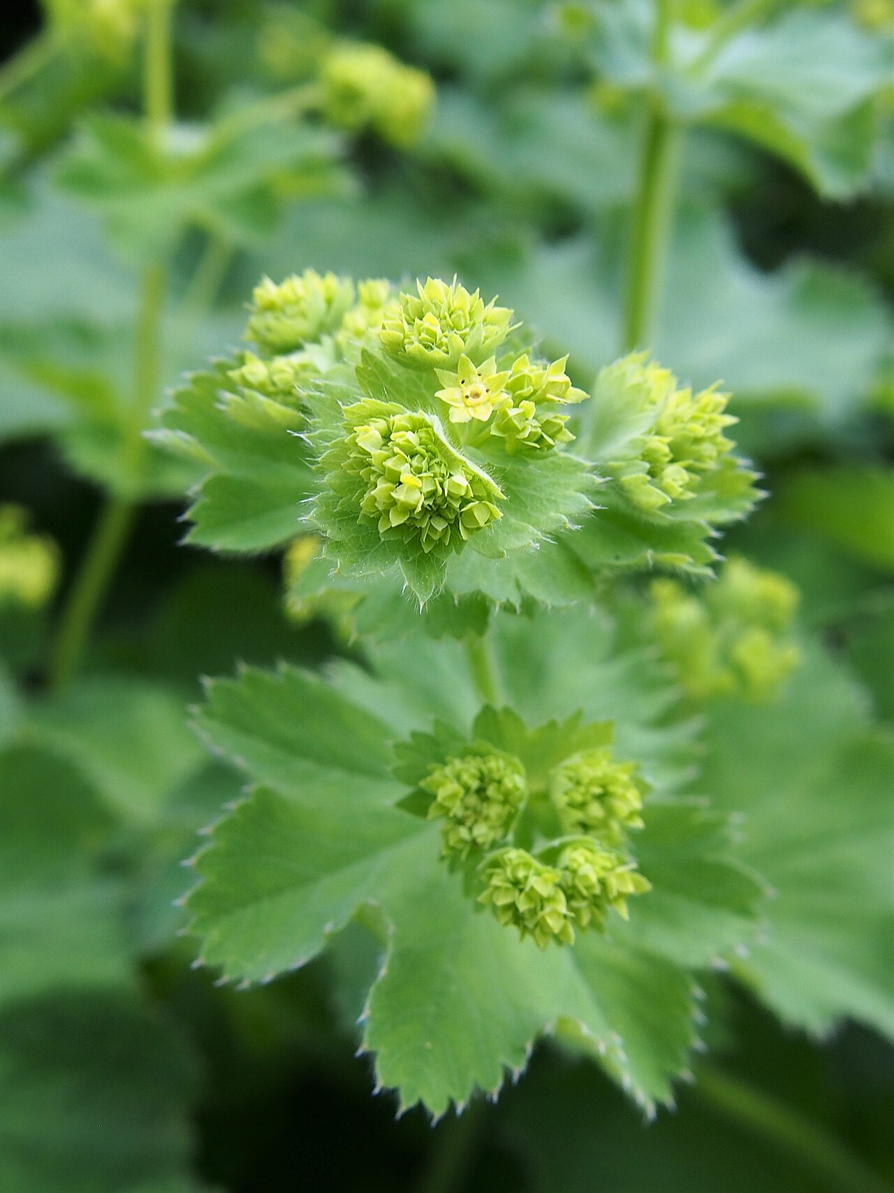 Alchemilla plicata: Alchemilla plicata inflorescence, plant cultivated in Wrocław University Botanical Garden, Wrocław, Poland.