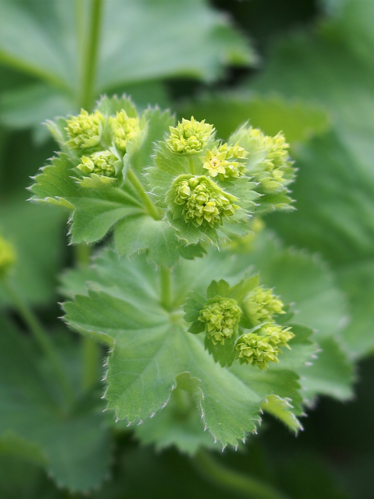 Alchemilla plicata: Alchemilla plicata inflorescence, plant cultivated in Wrocław University Botanical Garden, Wrocław, Poland.