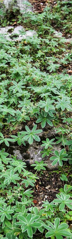 Alchemilla plicatula: Slowenien , Julische Alpen : Botanischer Garten Alpinum Juliana in Trenta : Velebit-Frauenmantel