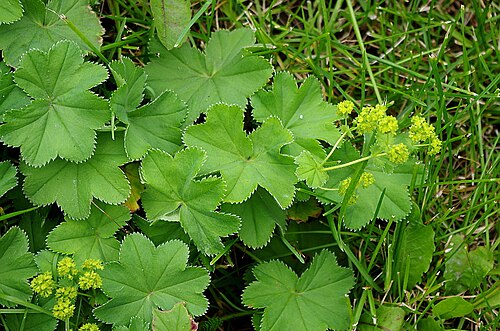 Alchemilla propinqua: Alchemilla propinqua