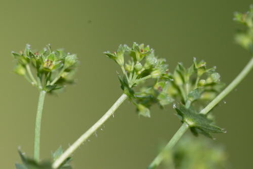 Alchemilla pustynensis (Alchemilla pustynensis)