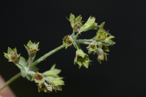 Alchemilla pustynensis (Alchemilla pustynensis)