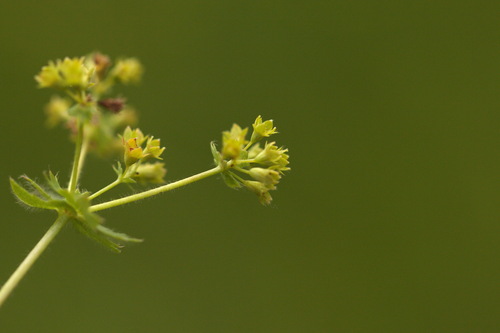 Alchemilla pustynensis (Alchemilla pustynensis)
