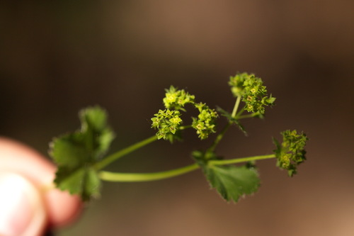 Alchemilla pustynensis (Alchemilla pustynensis)