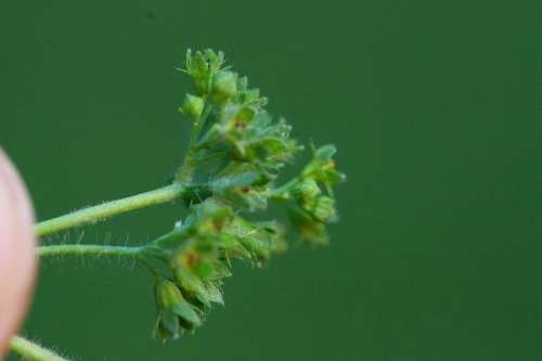 Alchemilla pustynensis (Alchemilla pustynensis)