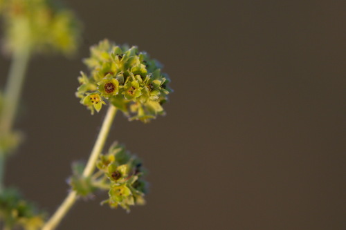 Alchemilla pustynensis (Alchemilla pustynensis)