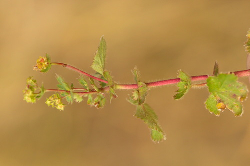 Alchemilla pustynensis (Alchemilla pustynensis)