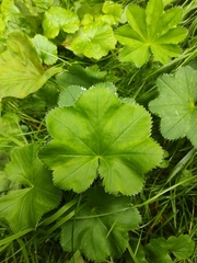 Alchemilla rhiphaea (Alchemilla rhiphaea)