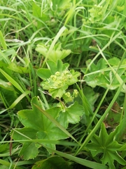 Broadtooth lady's mantle (Alchemilla subcrenata)
