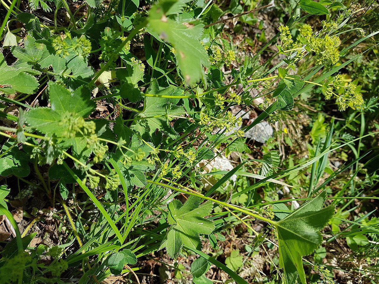 Broadtooth lady's mantle: Alchemilla subcrenata