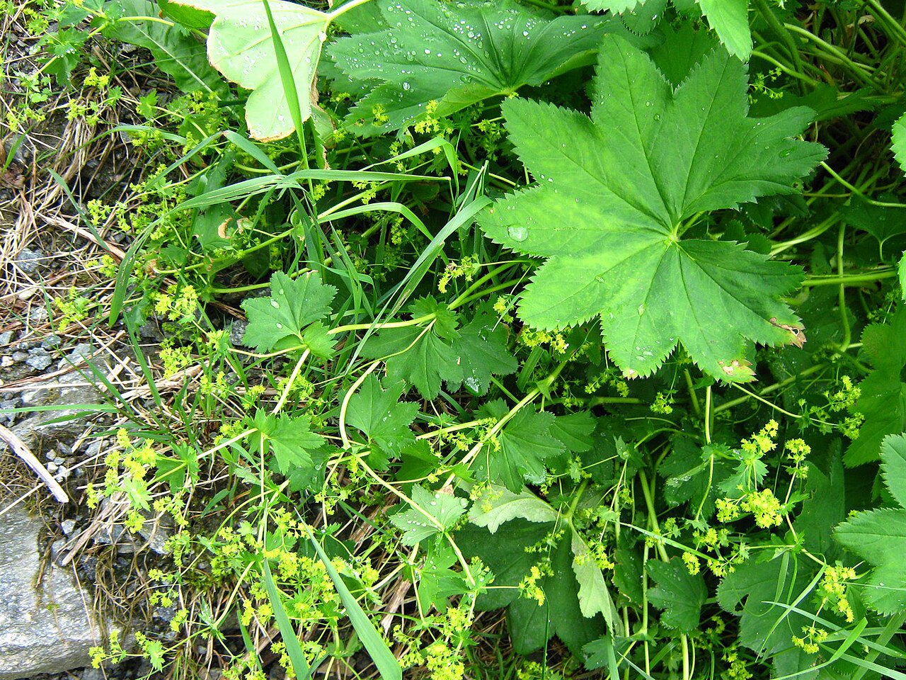 Broadtooth lady's mantle: Alchemilla subcrenata