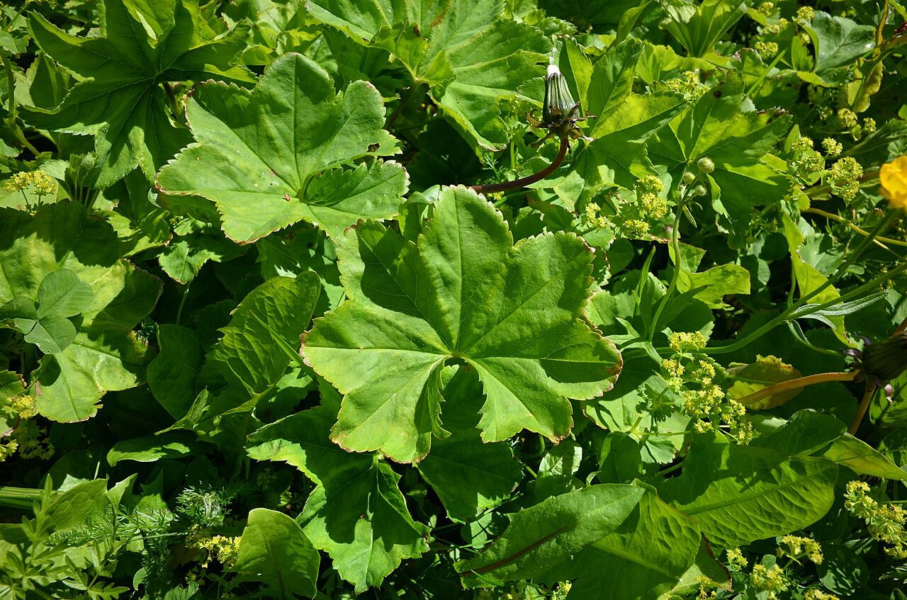 Broadtooth lady's mantle: Alchemilla subcrenata