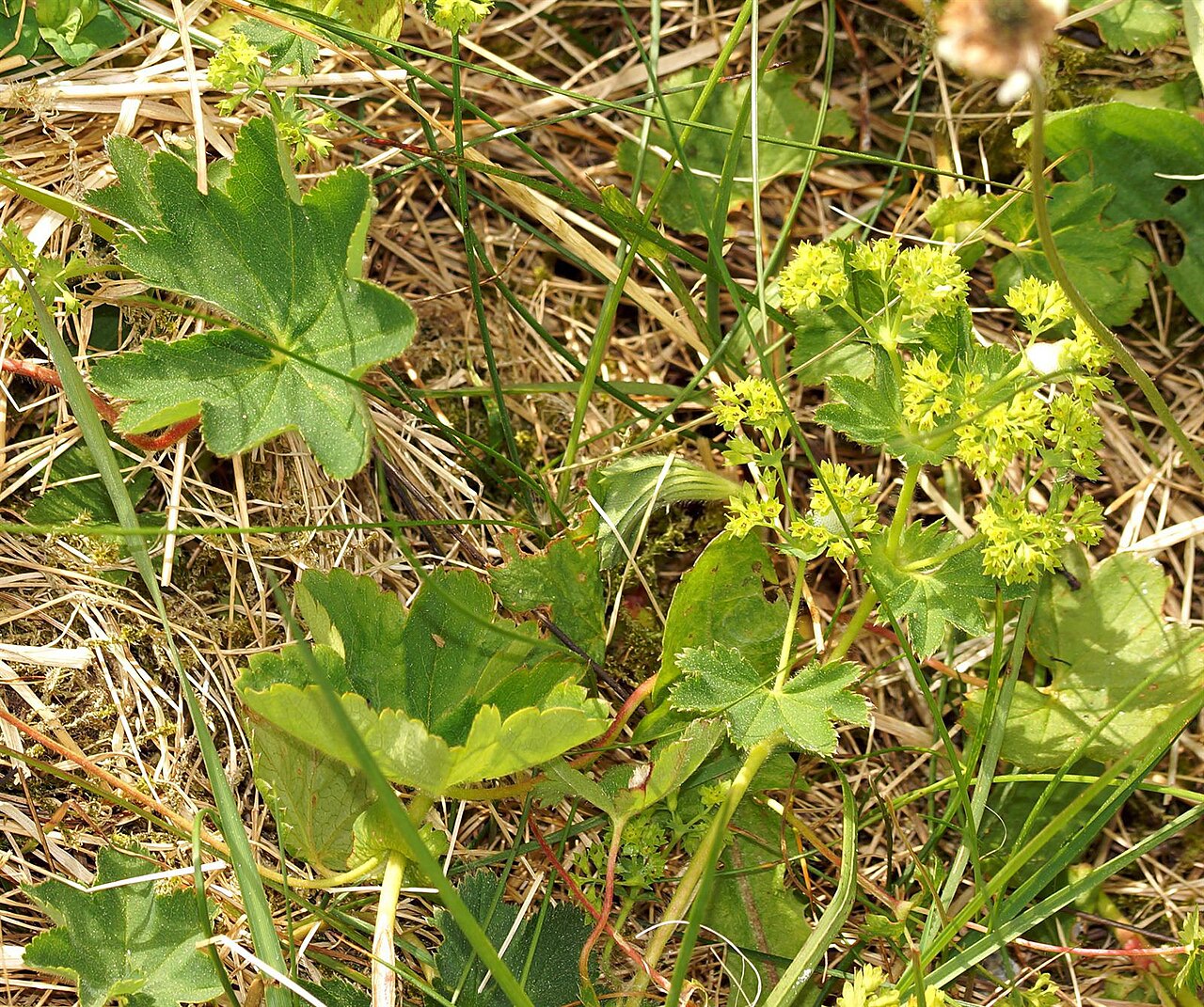 Broadtooth lady's mantle: Alchemilla subcrenata