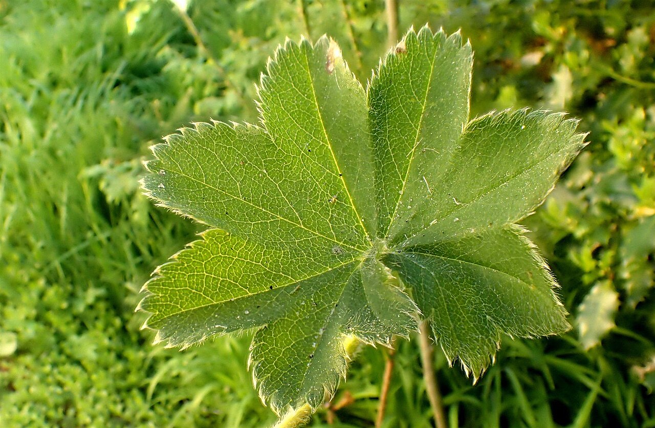 Broadtooth lady's mantle: Alchemilla subcrenata