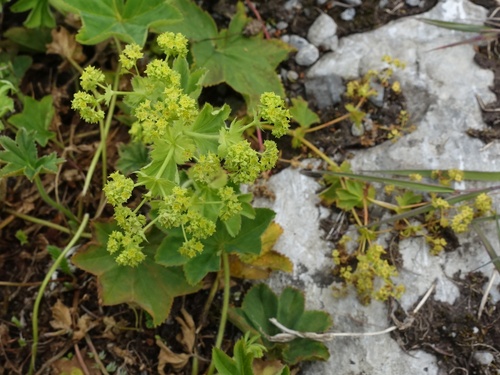 Lady's mantle (Alchemilla xanthochlora)