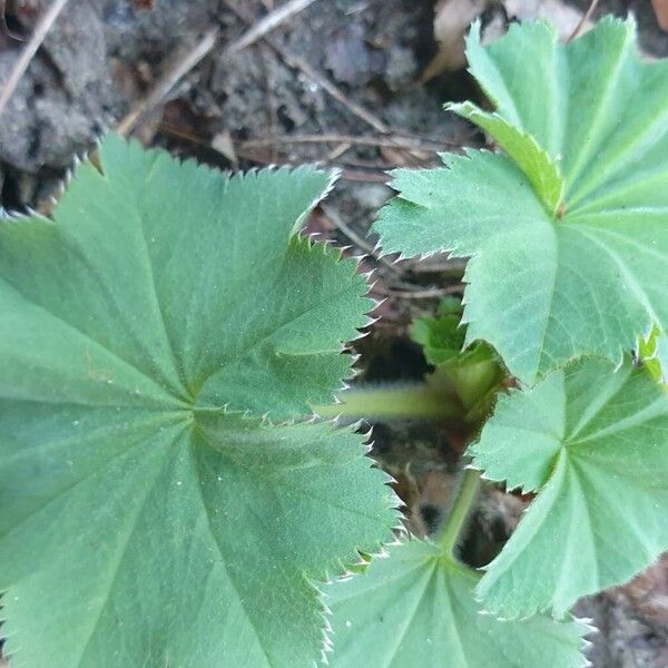 Lady's mantle (Alchemilla xanthochlora)