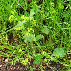 Lady's mantle (Alchemilla xanthochlora)