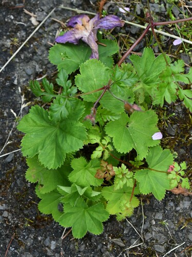 Lady's mantle (Alchemilla xanthochlora)