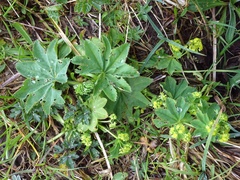 Lady's mantle (Alchemilla xanthochlora)