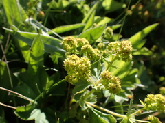 Lady's mantle (Alchemilla xanthochlora)