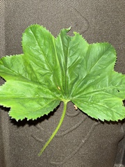 Lady's mantle (Alchemilla xanthochlora)
