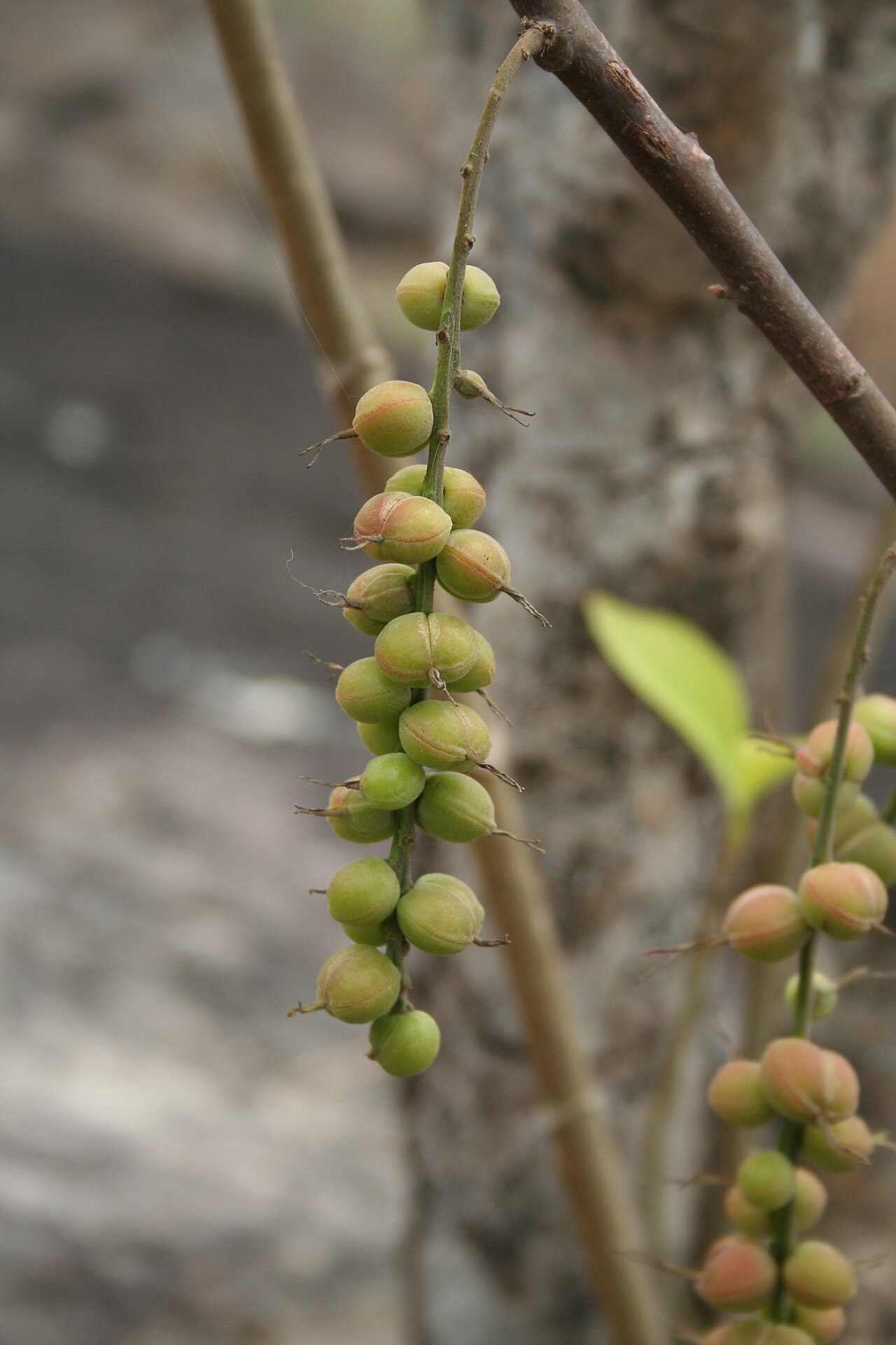 Alchornea cordifolia: fruits of Alchornea cordifolia , near Yaoundé, Cameroon