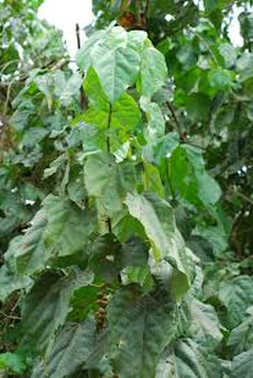 Alchornea cordifolia: image de la plante Alhornea, plante à vertu médicinale