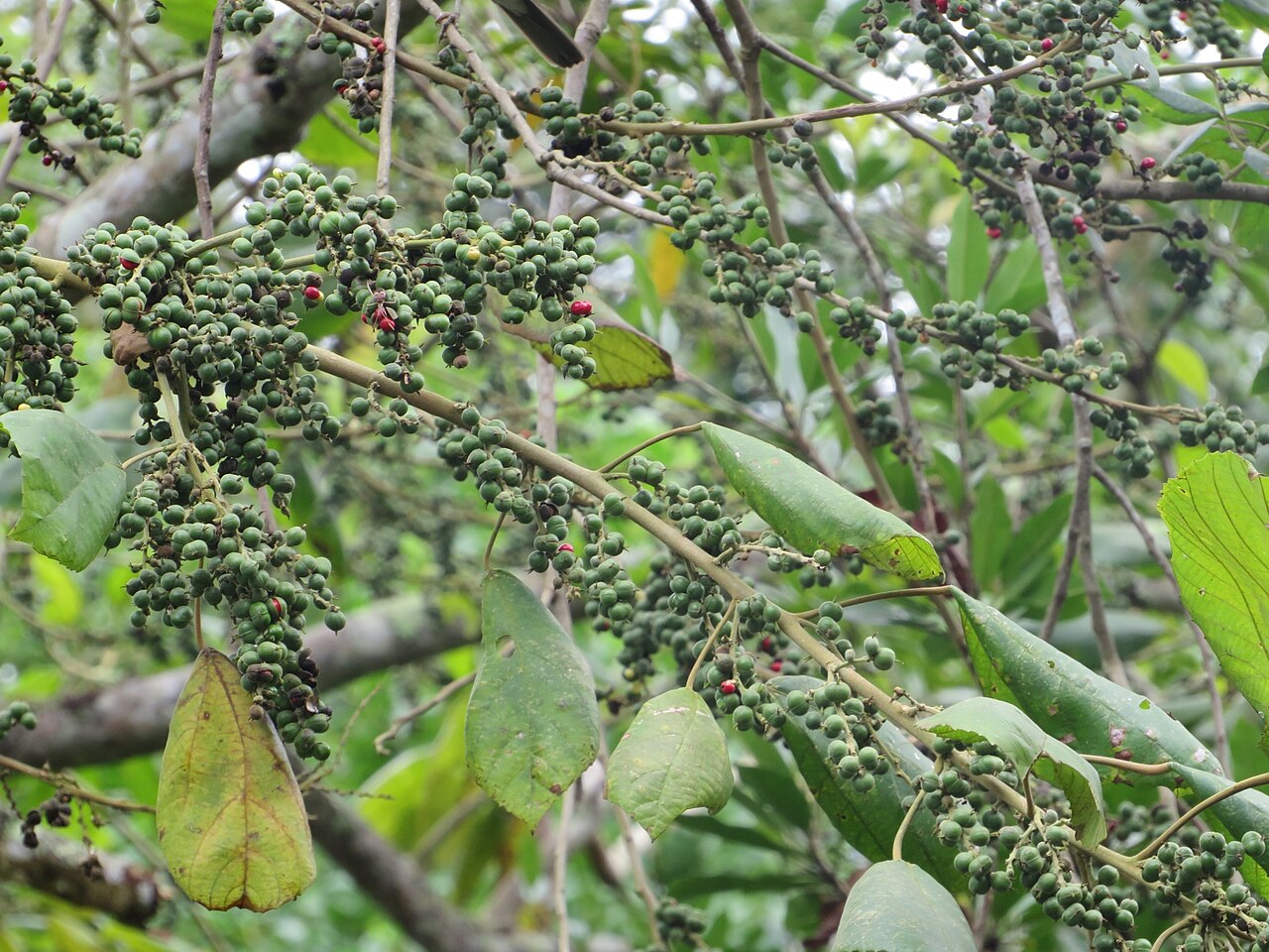 Alchornea glandulosa: Alchornea glandulosa, a plant, photographed in Parque Estadual da Serra do Mar, Brazil.